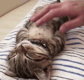 用鼻子蹭你相當於親吻?貓:人類,你們還是太年輕了 用鼻子蹭你相當於親吻?貓:人類,你們還是太年輕了