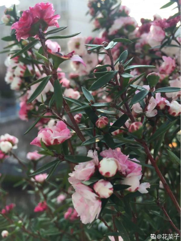 一種花像“松”又像“梅”,花色三變,易爆盆,開花持續小半年 一種花像“松”又像“梅”,花色三變,易爆盆,開花持續小半年