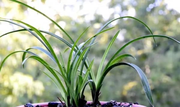蘭花秋季有四種表現，發現及時換盆，這樣才能多長新苗，提早開花