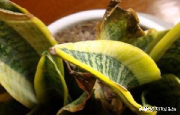 4種“吉利花”，被水澆死了不要扔，簡單處理又能長滿盆