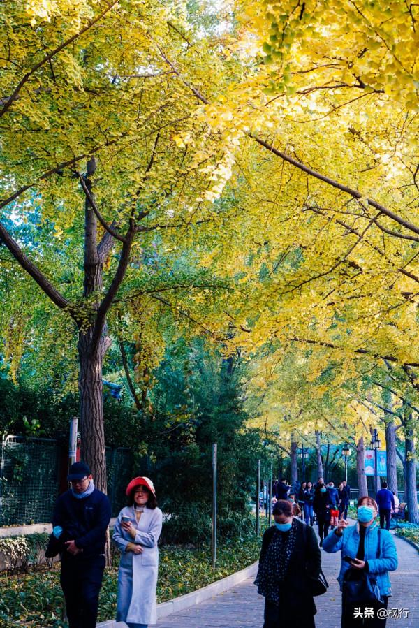 再有半個月，北京將迎來最美的季節，12個銀杏寶藏地，附機位攻略