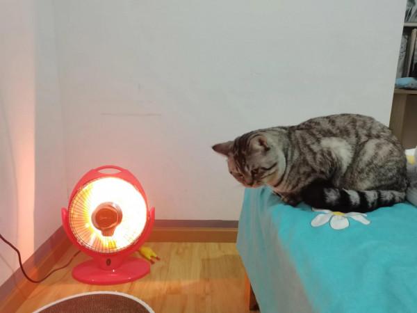 你的小貓咪真的需要烤暖扇嗎? 你的小貓咪真的需要烤暖扇嗎?