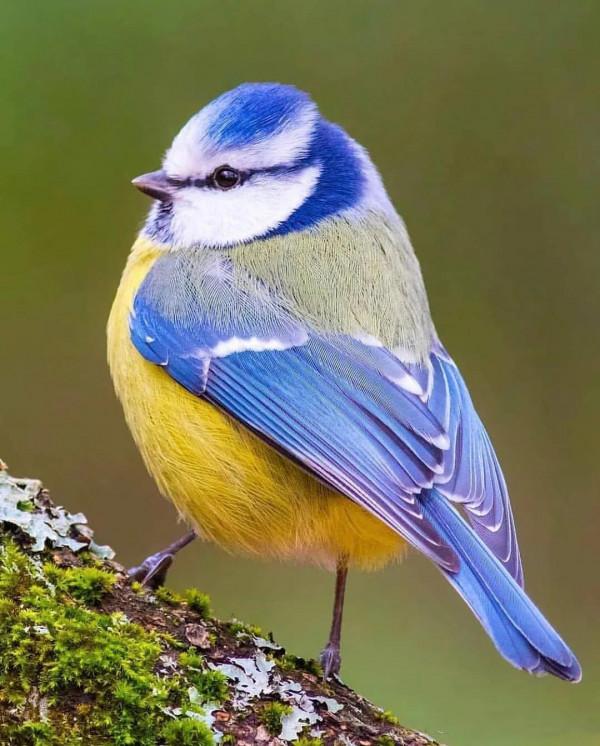 分享——最珍貴罕見的鳥