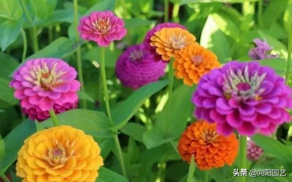 立春了，8種“香香花”，適合“陽臺黨”，大膽施肥，輕鬆爆花