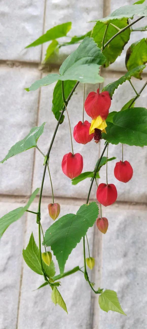 1種花俗稱“搖錢樹”,滿盆長滿小元寶,大吉大利,好看吉祥 1種花俗稱“搖錢樹”,滿盆長滿小元寶,大吉大利,好看吉祥