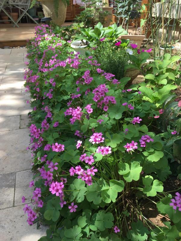 酢漿草長瘋了 酢漿草長瘋了