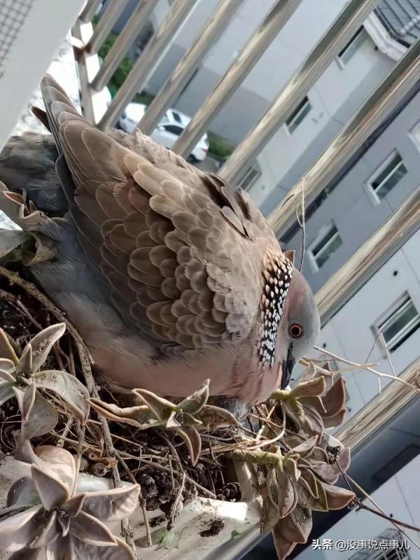 動物界感人的母愛 動物界感人的母愛