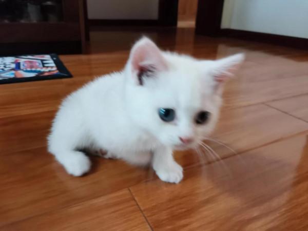 暫時毀容小貓咪求用藥方法 暫時毀容小貓咪求用藥方法