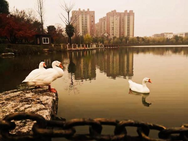 醉人的秋日依然那麼美，淡定從容的白鵝也迷戀……