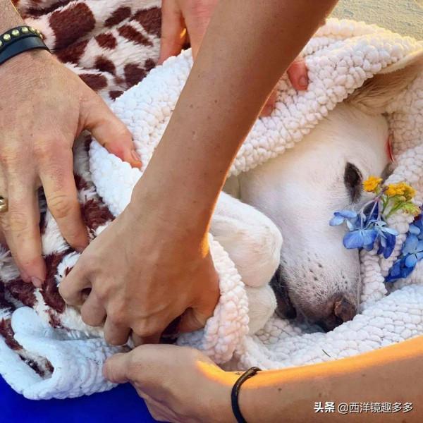 安妮斯頓和新家庭成員慶祝一週年，一直很愛狗，太有愛啦