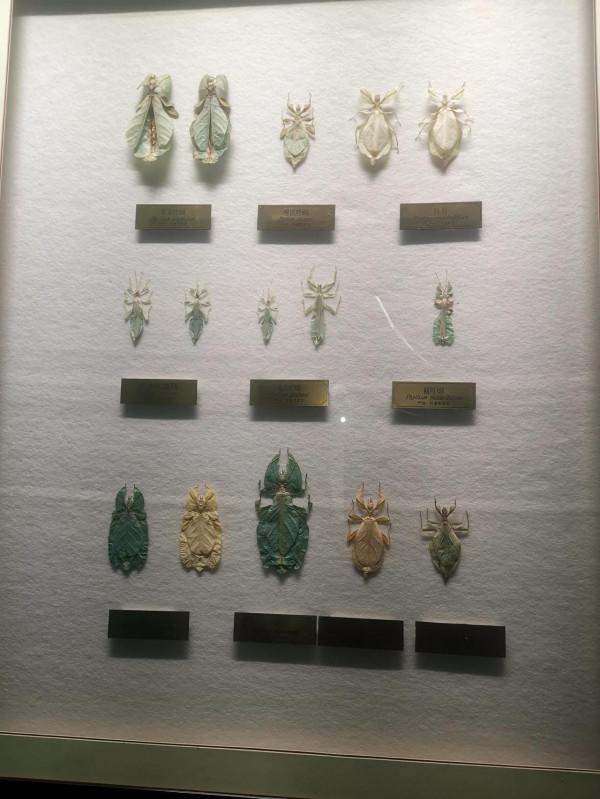 深秋的蝴蝶 深秋的蝴蝶