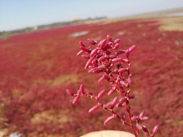 蓋州北海紅海灘 蓋州北海紅海灘