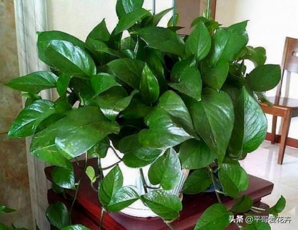 4種花很常見，冬天就怕“曬太陽”，一曬就“完蛋”，你做對了嗎