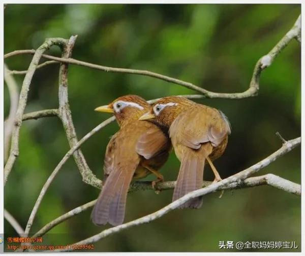 分享——比翼鳥
