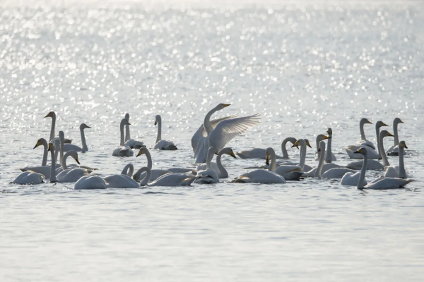 冬日精靈出沒山東！又是一年候鳥季，畫面美翻了！