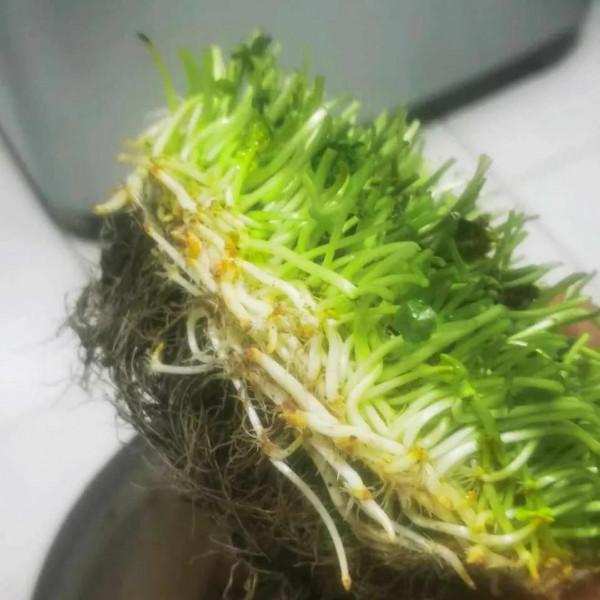 這些花要捨得剪，&OpenCurlyDoubleQuote;舊顏換新貌&rdquo;，越剪葉子越綠