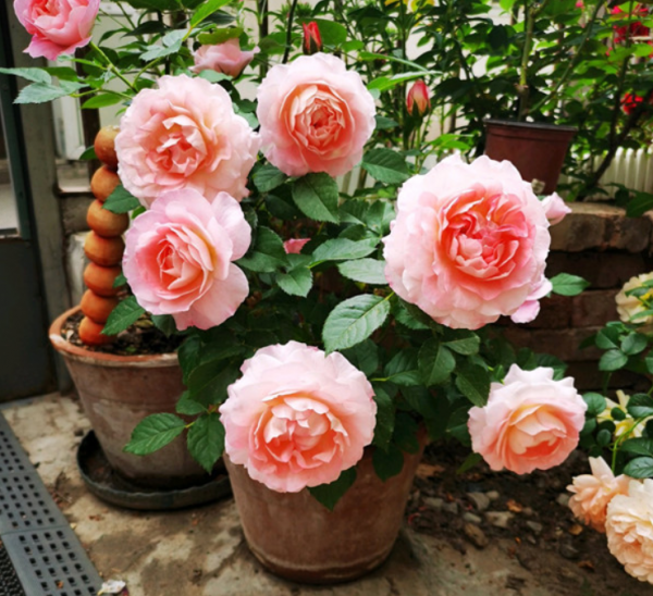 小巧型月季“可愛多”,新人小白打理好這5個方面,也能養得漂亮 小巧型月季“可愛多”,新人小白打理好這5個方面,也能養得漂亮