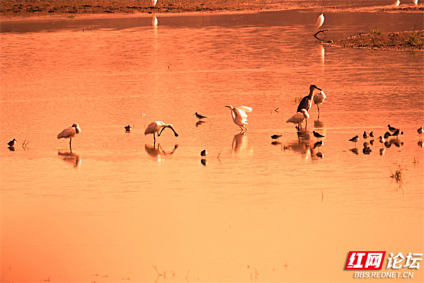 綠水青山鳥先覺，湖南這個地方已成為鳥類的天堂