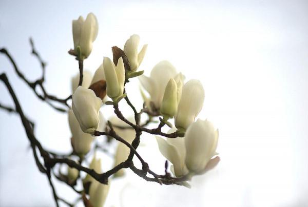 勇敢無畏，優雅大方的女郎花-植物非試管高效快繁木蘭