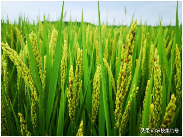 水稻穎殼變褐,可能是多種腐生菌複合侵染引起 水稻穎殼變褐,可能是多種腐生菌複合侵染引起