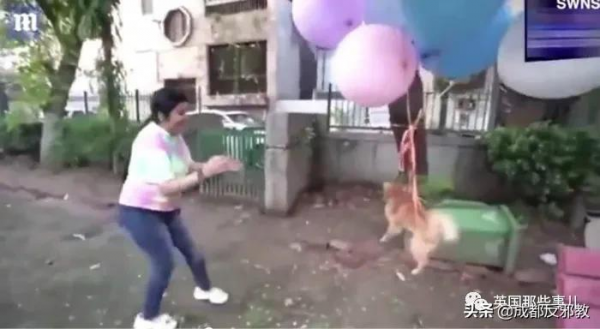 印度網紅給狗綁氫氣球讓它飛上天，虐待動物被逮捕！