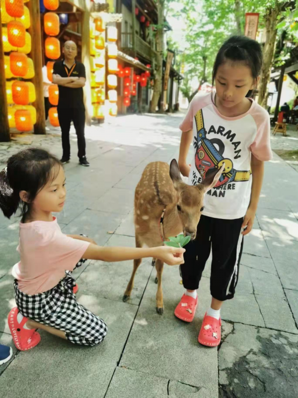還在等什麼？荔波古鎮有漂亮梅花鹿出沒，可去拍照餵食