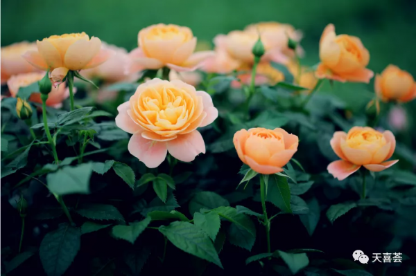 封閉陽臺養花，這幾種輕鬆爆盆