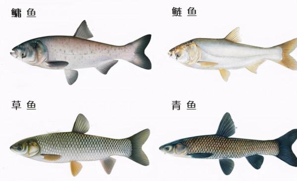連續27年未捕撈！三峽水庫成魚類“天堂”，裡面的魚最大有多大？