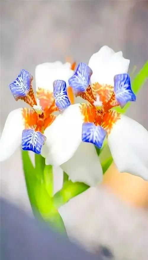 分享：花開並蹄，開得如此燦爛唯美，奇觀美景，令人陶醉