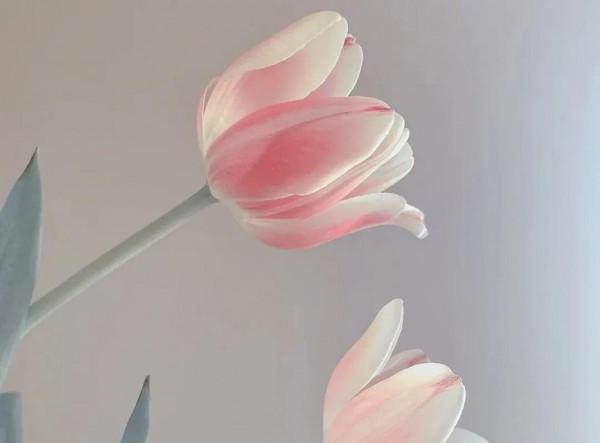 《道德經》高人，反其道而行之，無知，無慾，無求，故，有所成