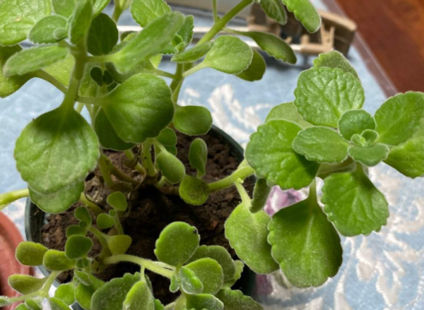 蚊蟲繞道走，4種盆栽陽臺放，比蚊香還有用