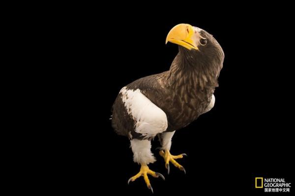 同樣都是雕,差距咋那麼大呢? 同樣都是雕,差距咋那麼大呢?