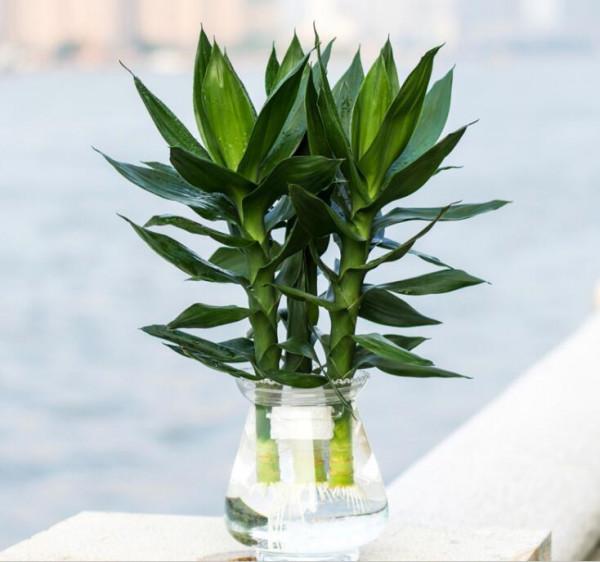 大多數花澆多水會死,而這10款花就喜歡泡水裡,天天澆水也不怕 大多數花澆多水會死,而這10款花就喜歡泡水裡,天天澆水也不怕