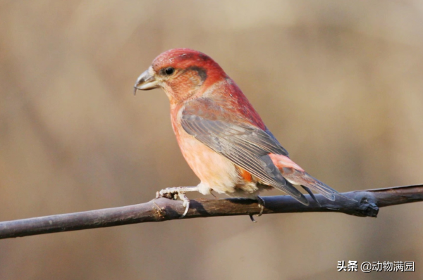 物種百科：紅交嘴雀