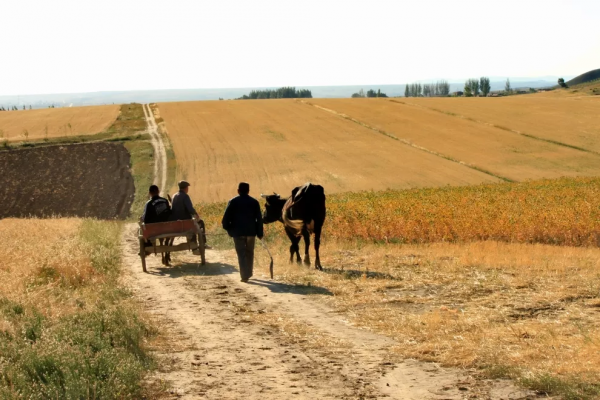 農村土地大量荒廢,我國農業從先進變成落後,主要原因有4點 農村土地大量荒廢,我國農業從先進變成落後,主要原因有4點