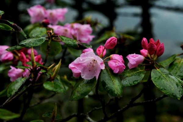 杜鵑花綻放，等你邀約