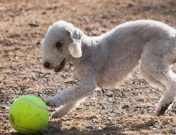 貝靈頓:現實版“披著羊皮的狼”,一隻狗擁有羊的外表,還會變色 貝靈頓:現實版“披著羊皮的狼”,一隻狗擁有羊的外表,還會變色