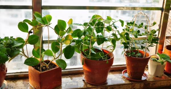 害怕土壤結塊？不用愁，將這些“養花好物”改造下，問題全解決