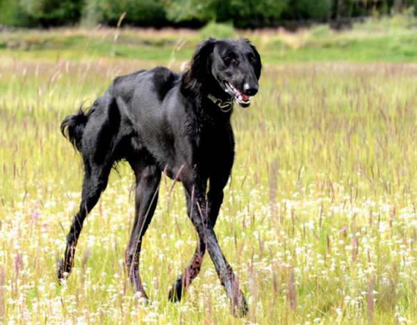 這5種國產的狗狗，深受大家喜愛，你養了哪隻