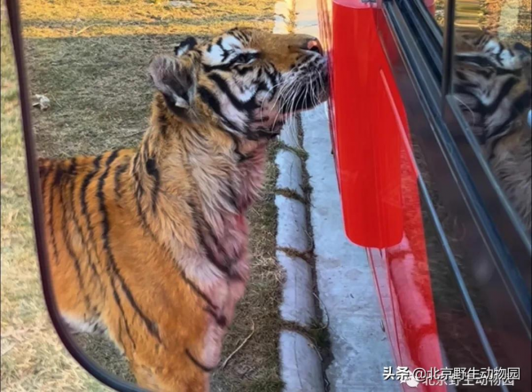 大爆料丨與萌虎來一場新年的約會 大爆料丨與萌虎來一場新年的約會