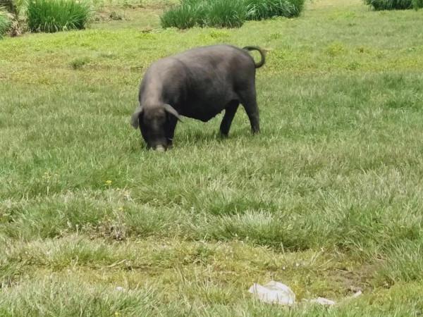 山裡面住著一位神仙叫“畢摩”(3) 山裡面住著一位神仙叫“畢摩”(3)
