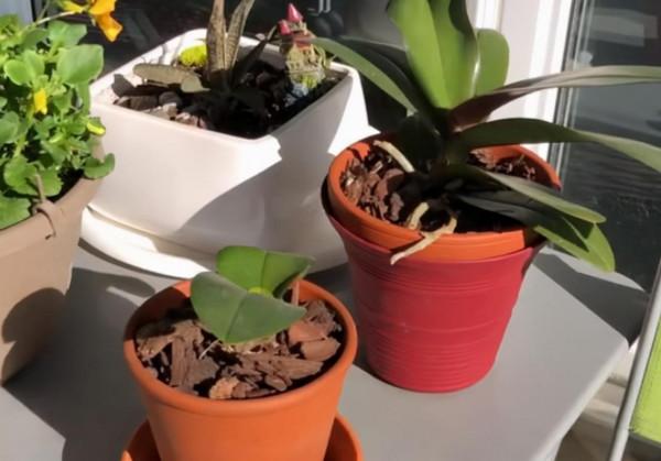 買到的營養土直接種花不爛根？錯！想不爛根，透過3點改善