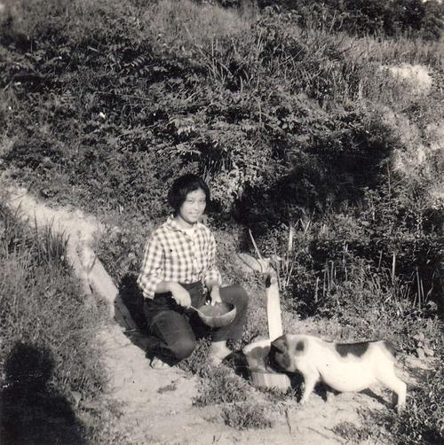 毛主席提升豬的地位至“六畜”之首：一定要做到可以“有豬吃”