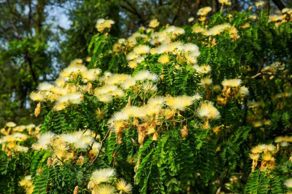 合歡花綻妍 合歡花綻妍