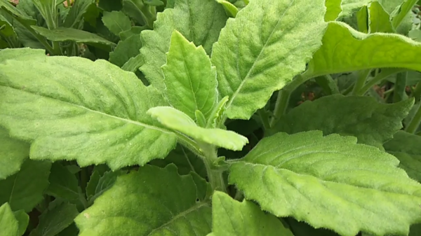 農民叫它“胖兒參”，白子菜降“三高”，有“神仙草”之美稱