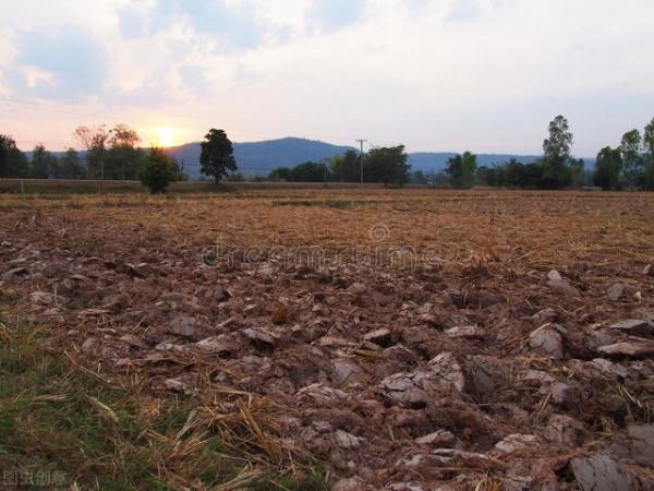 小雪節令能種哪些菜?別擔心,這三種越冬耐寒菜現在種不算遲 小雪節令能種哪些菜?別擔心,這三種越冬耐寒菜現在種不算遲