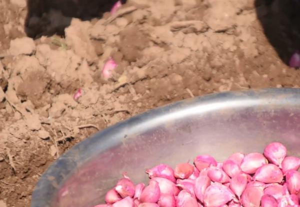 大蒜要想產量高,播種技巧別忽略,3個方面要做對 大蒜要想產量高,播種技巧別忽略,3個方面要做對