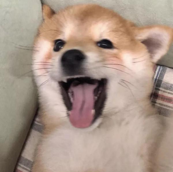 桌布小館：可愛寵物頭像，這樣的狗狗誰不喜歡