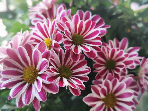 養花之後我變了，整天喜歡&quot;撿垃圾&quot;，還當成寶貝愛不釋手