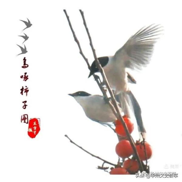 華州李坡一景：鳥啄柿子